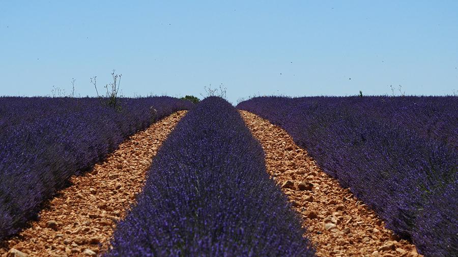 plantes lavande lavandin variete type proprietes provence