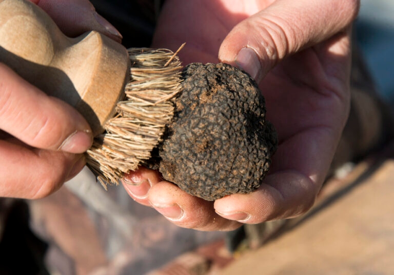 Truffes Carpentras_7