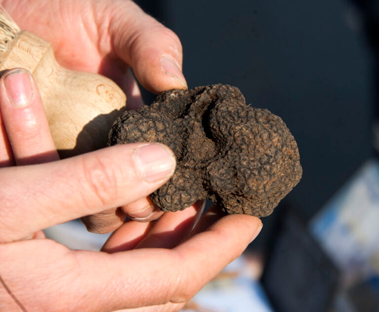 Truffes Carpentras_9