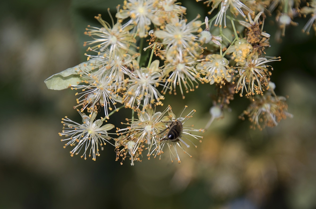 tilleul des baronnies ses vertus
