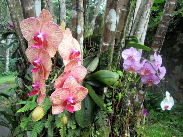 nuit_caraibes_guadeloupe_6