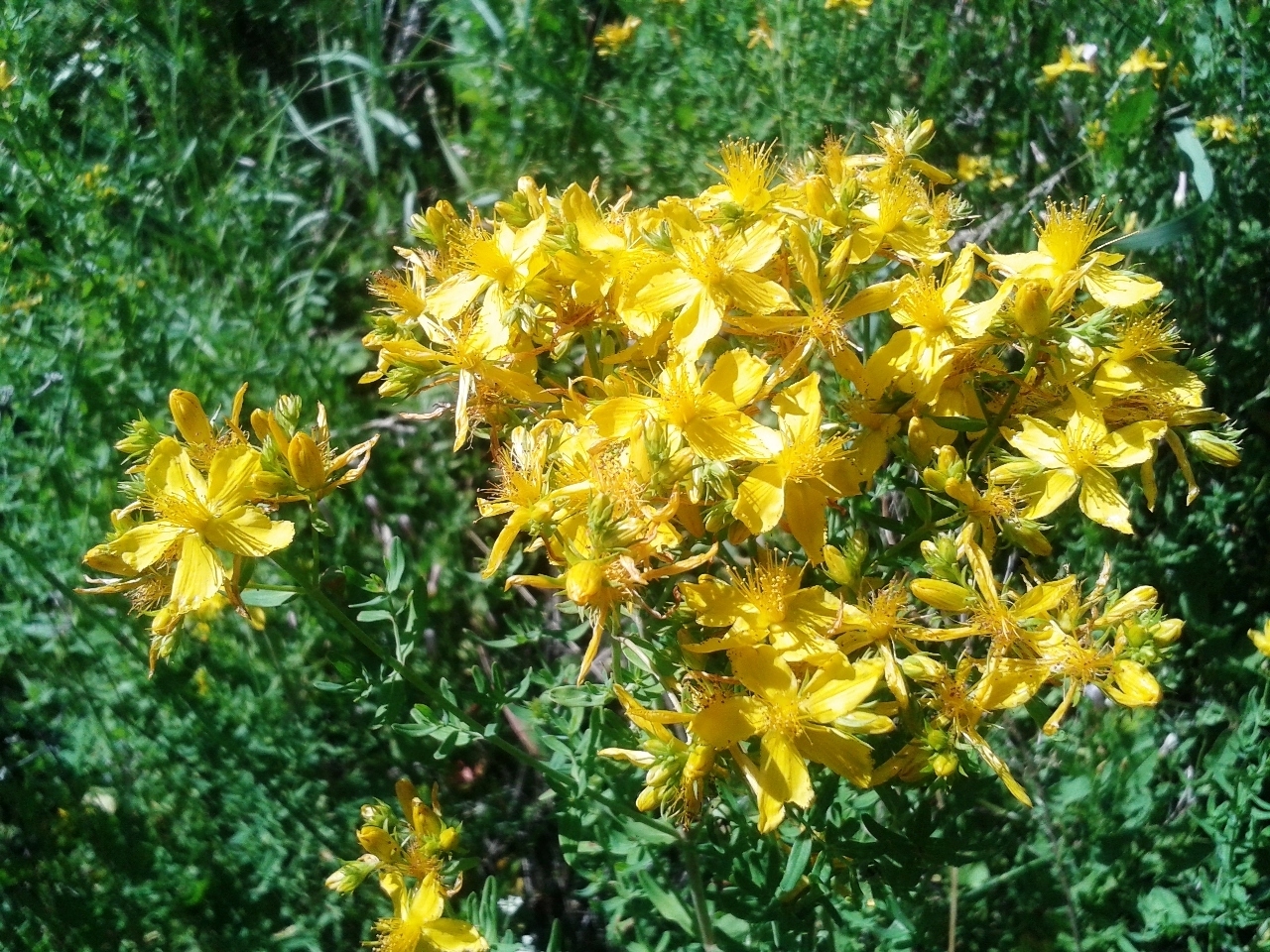 Les herbes médicinales de la Saint Jean