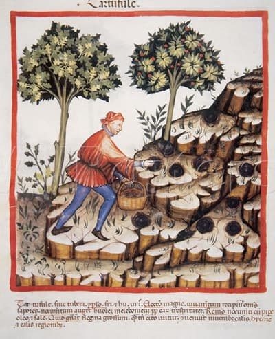Terra_tufide_tubera_Tuber_melanosporum