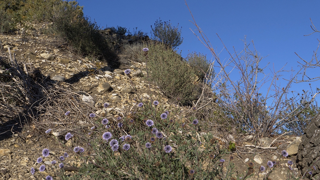 flore espace naturel sensible les mées