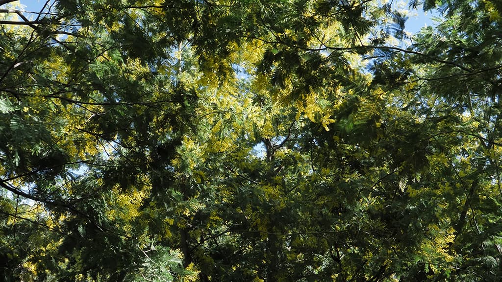 acacia dealbata tanneron mandelieu la napoule foret