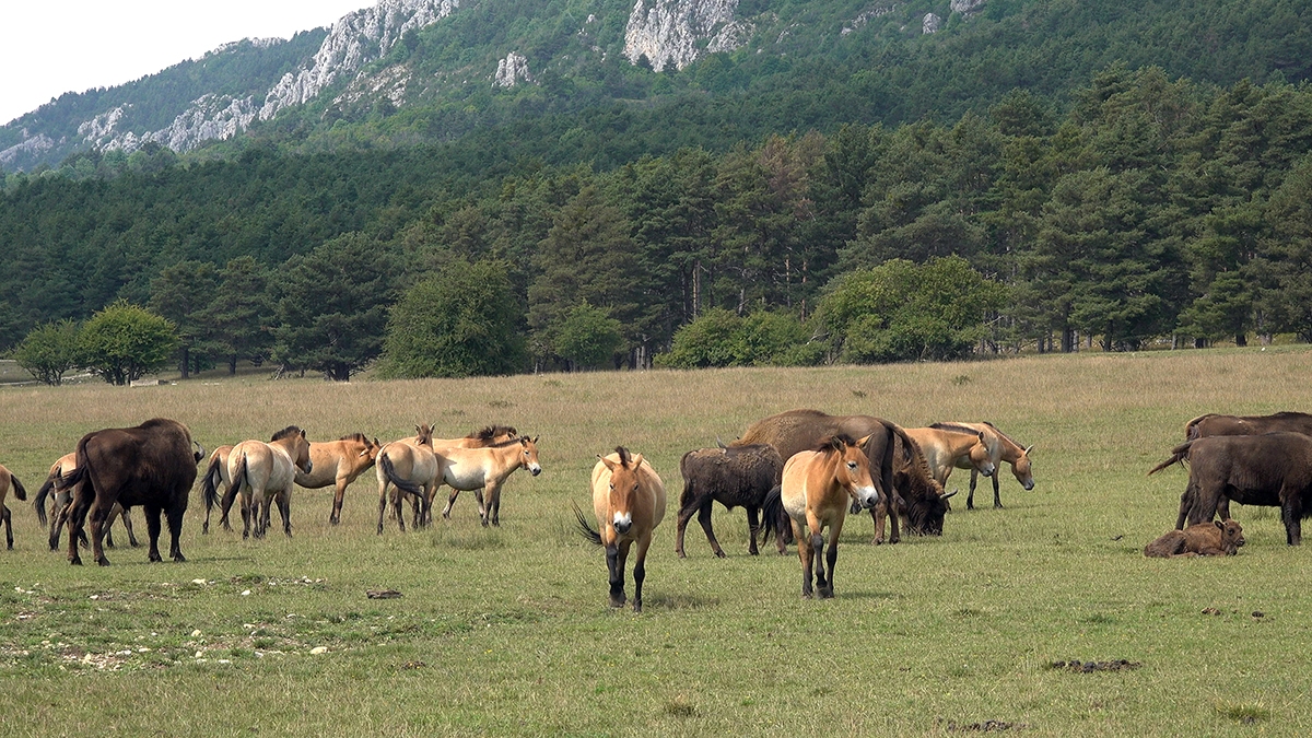 reserve animaliere des monts dazur réensauvagement ecotourisme grasse